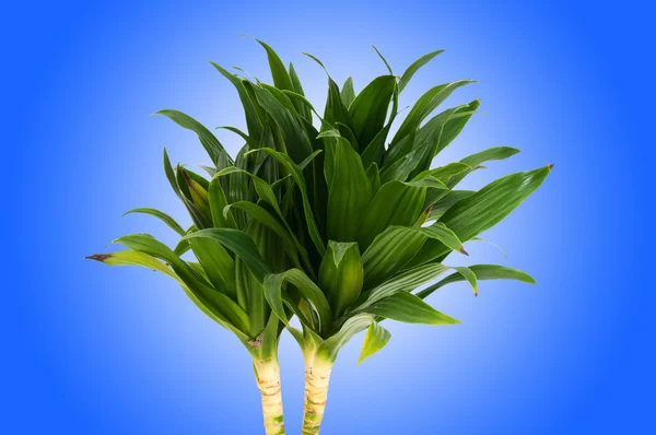 Dracaena bitkisi eğimli arkaplanda — Stok fotoğraf