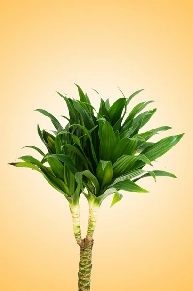 Dracaena-Pflanze vor dem Hintergrund des Gefälles — Stockfoto