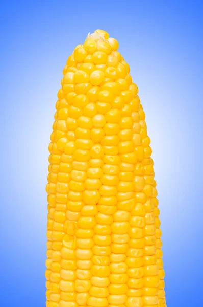 Mazorca de maíz contra el gradiente — Foto de Stock