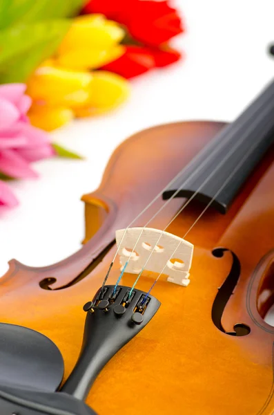 stock image Violin and tulip flowers on white