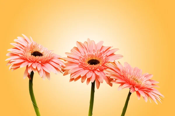 Gerbera fiori sullo sfondo — Foto Stock