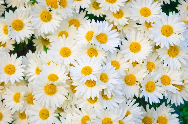 Camomiles květiny v přírodě koncepce — Stock fotografie