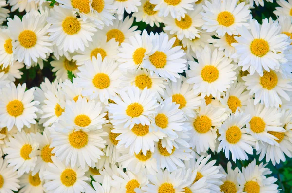 Kamillenblüten im Naturkonzept — Stockfoto