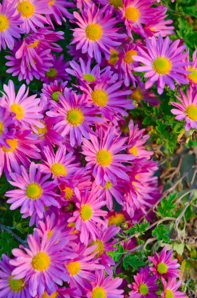 Camomiles λουλούδια στην έννοια της φύσης — Φωτογραφία Αρχείου