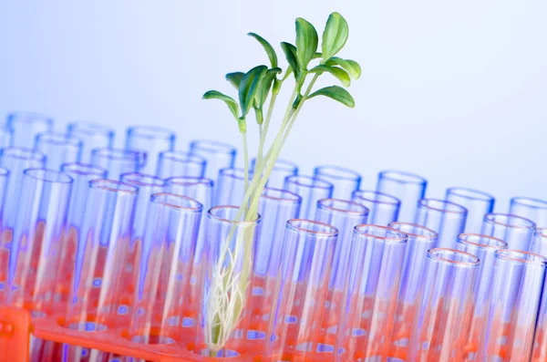 Experimenteren met groene zaailing in lab — Stockfoto