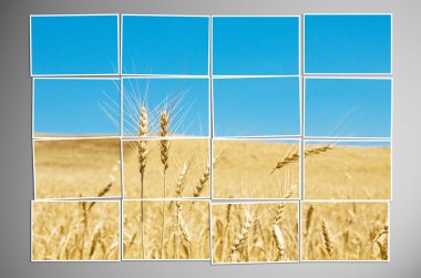 Barley field cut into many photos clipart