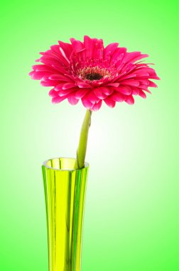 gerbera çiçek gradyan arka planı