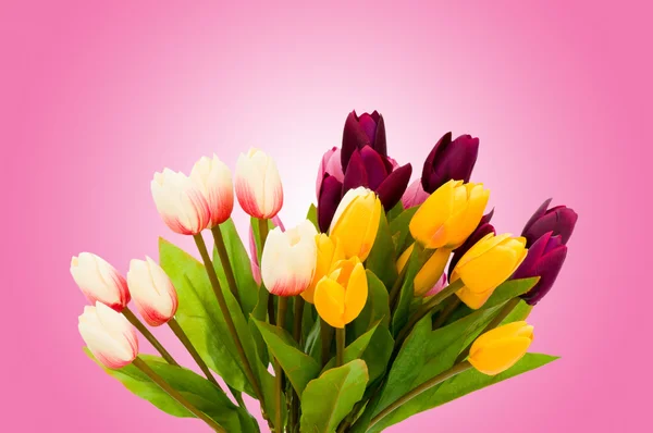 Квіти тюльпанів на градієнтному фоні — стокове фото