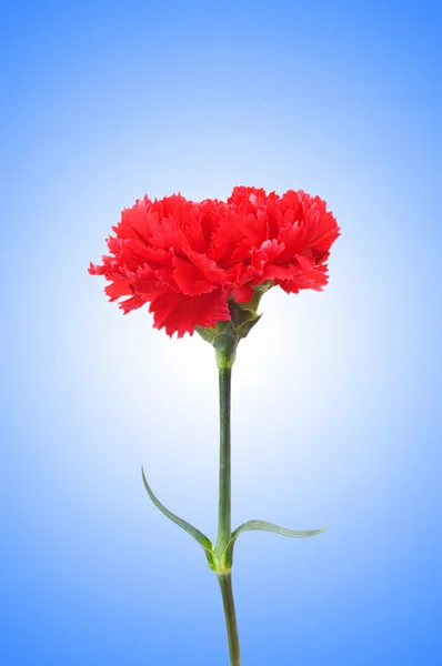 Szegfű virág színátmenetes háttér — Stock Fotó
