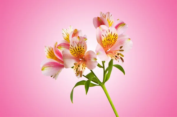 Barevná lilie proti barevných přechodů — Stock fotografie