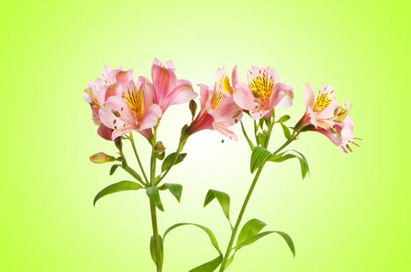 Colourful lilies against gradient background — Stock Photo, Image