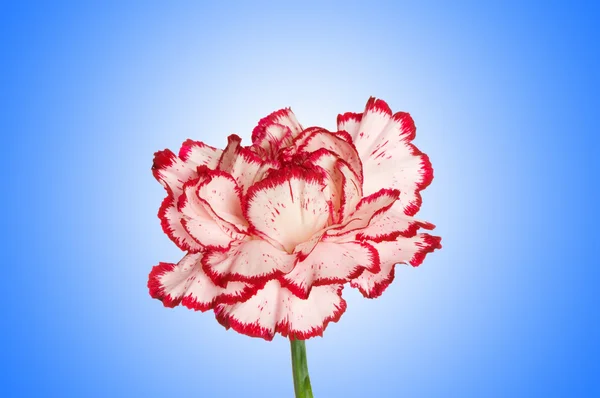 Red carnation against gradient — Stock Photo, Image