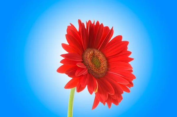 Gerbera květ proti barevných přechodů — Stock fotografie