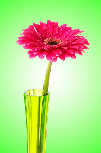 Gerbera Blume vor dem Hintergrund des Gefälles — Stockfoto