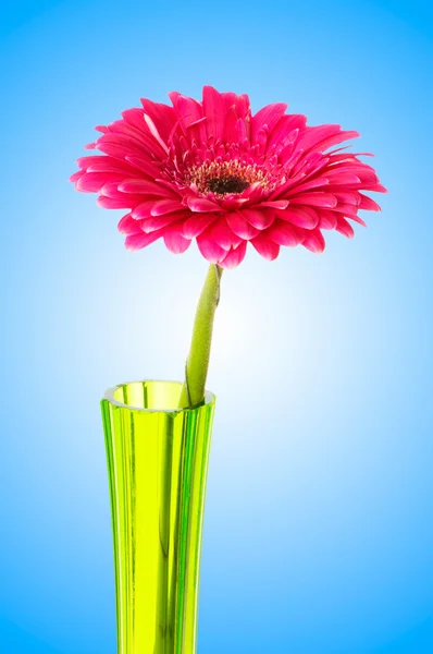 Gerbera bloem tegen achtergrond met kleurovergang — Stockfoto