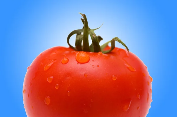 Čerstvé červené rajče proti gradientu — Stock fotografie