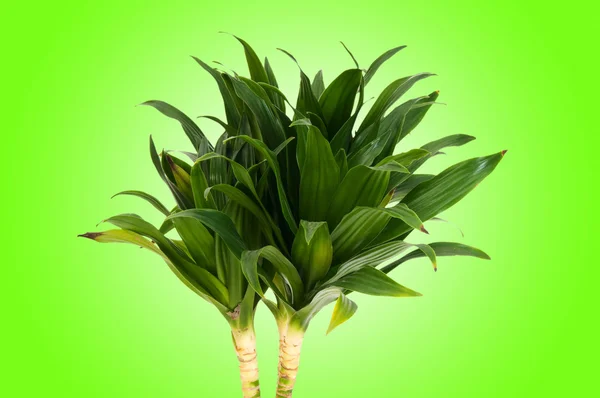 Dracaena planta contra fundo gradiente — Fotografia de Stock