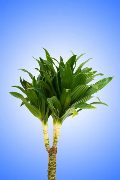 Dracaena plant against gradient background — Stock Photo, Image