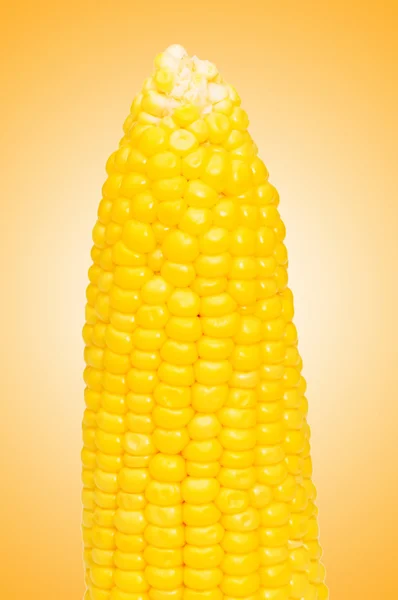 Espiga de milho contra o gradiente — Fotografia de Stock