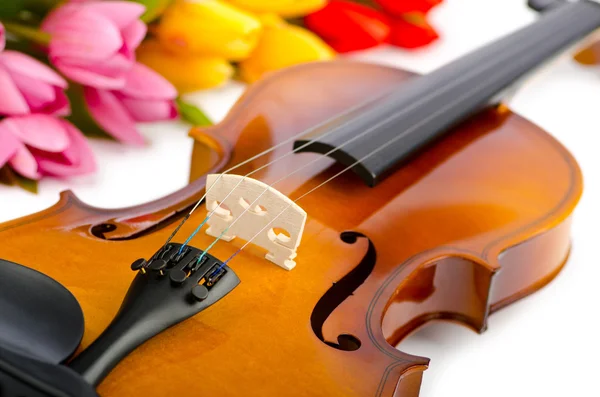 stock image Violin and tulip flowers on white