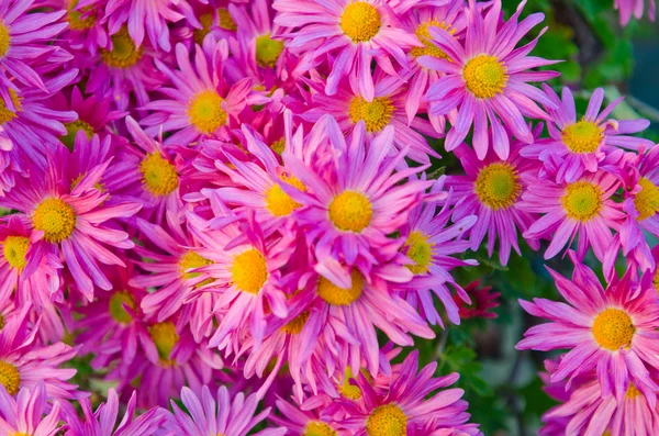Camomiles flores en concepto de naturaleza —  Fotos de Stock