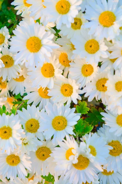 Camomiles çiçekler doğaya kavram — Stok fotoğraf
