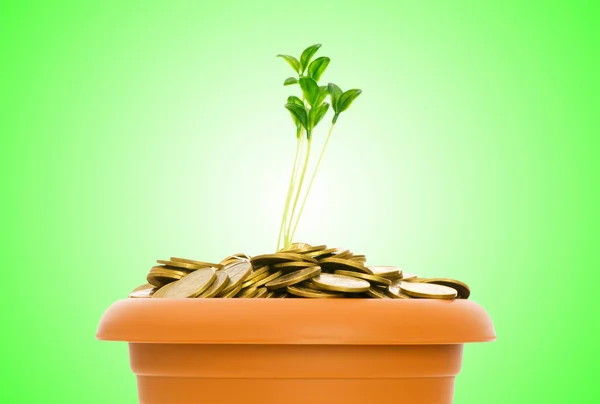 Stock image Green seedling growing from the pile of coins