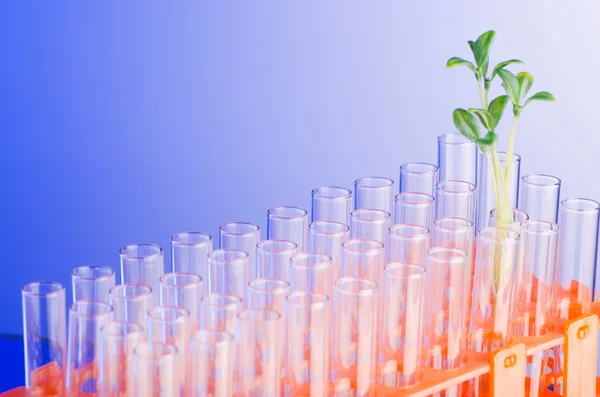 Esperimento di laboratorio con erba verde — Foto Stock