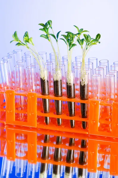 Laborban kísérletezni zöld csemeték — Stock Fotó