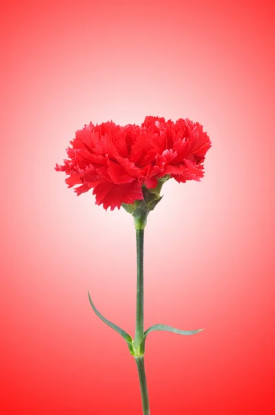 Carnation blomma mot tonad bakgrund — Stockfoto