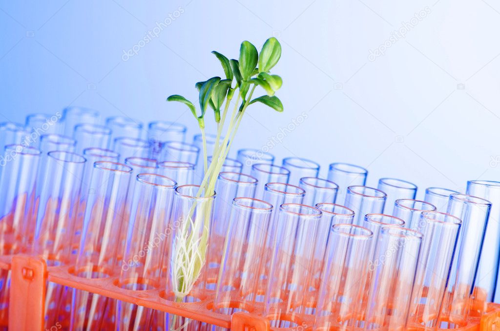 Experiment with green seedling in lab
