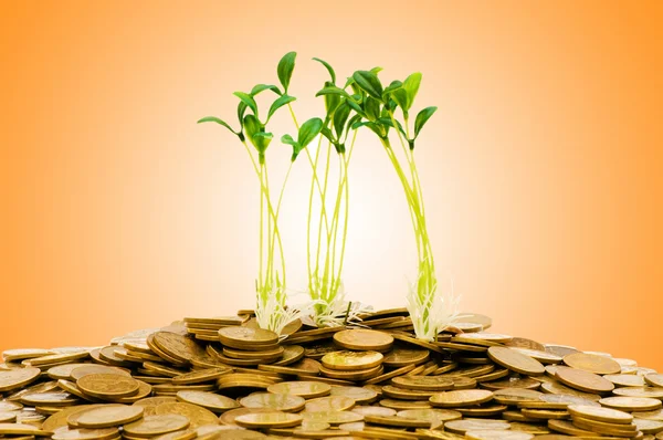 Money growth concept with coins and seedling — Stock Photo, Image