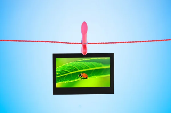 Ladybug on the hanging photo — Stock Photo, Image