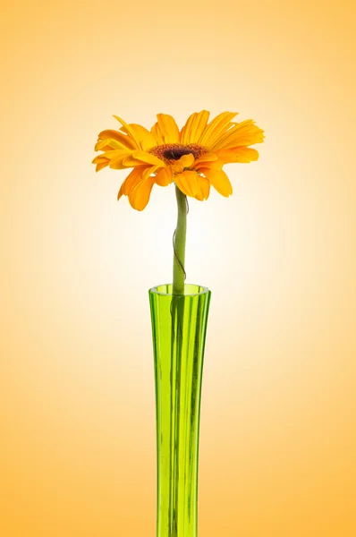 Orange gerbera against gradient background — Stock Photo, Image