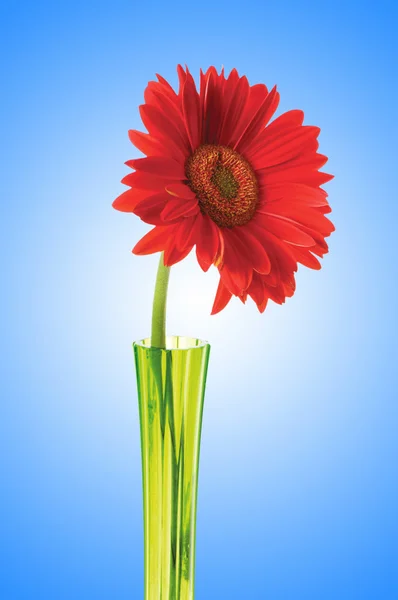 Gerbera bloem tegen achtergrond met kleurovergang — Stockfoto