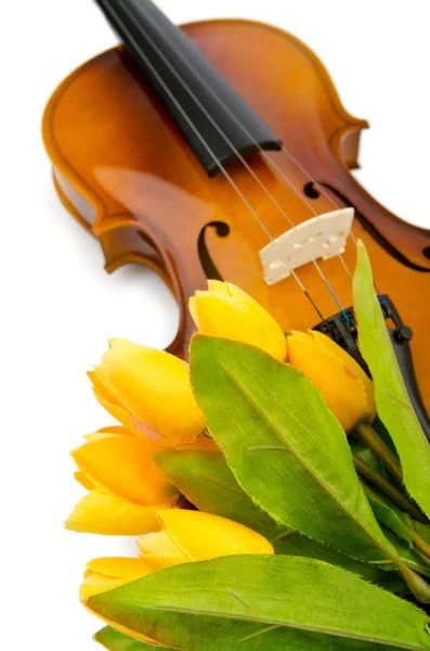 stock image Violin and tulip flowers on white