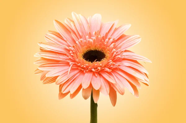 Gerbera flowers against the background — Stock Photo, Image