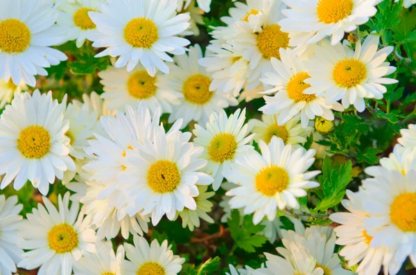 Camomille fiori in natura concetto — Foto Stock