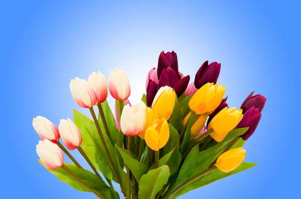 Цветы тюльпана на градиентном фоне — стоковое фото