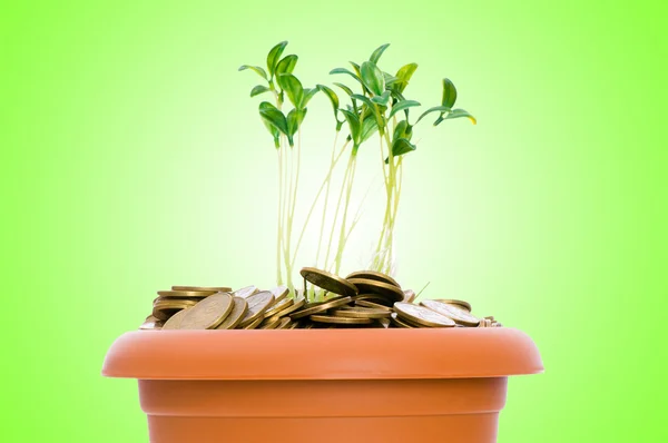 Groene zaailing groeien uit de stapel van munten — Stockfoto