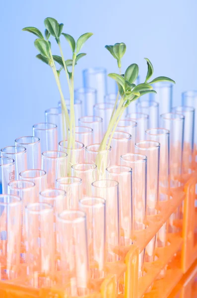 Testes de laboratório com mudas verdes — Fotografia de Stock