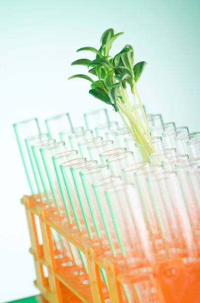 Labbtester med gröna plantor — Stockfoto