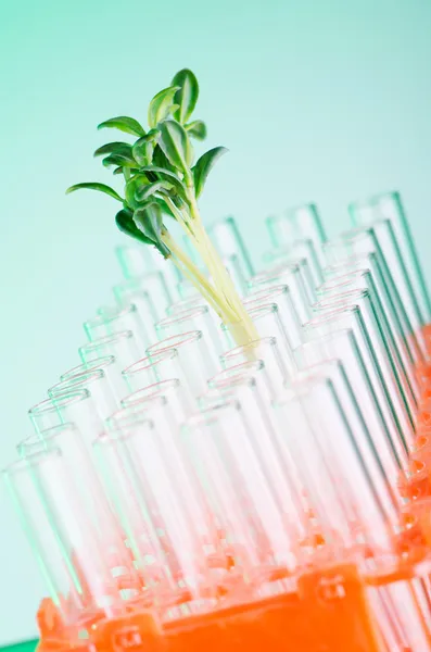 Experimento de laboratório com grama verde — Fotografia de Stock
