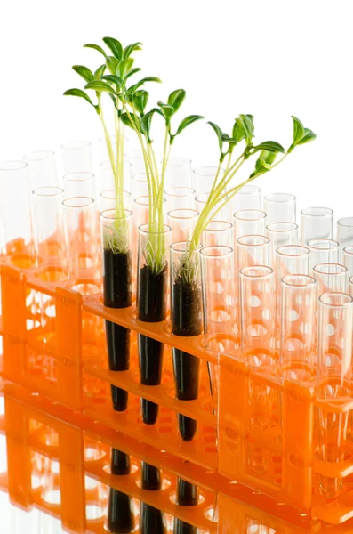 Laboratorium eksperyment z zielonych liści — Zdjęcie stockowe