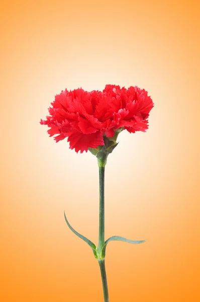 Carnation bloem tegen achtergrond met kleurovergang — Stockfoto