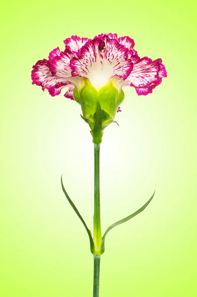 Red carnation against gradient — Stock Photo, Image
