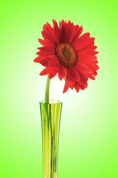 Gerbera virág színátmenetes háttér — Stock Fotó