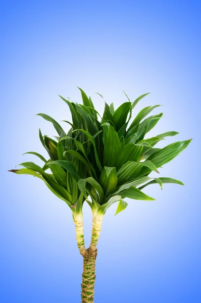 Dracaena bitkisi eğimli arkaplanda — Stok fotoğraf