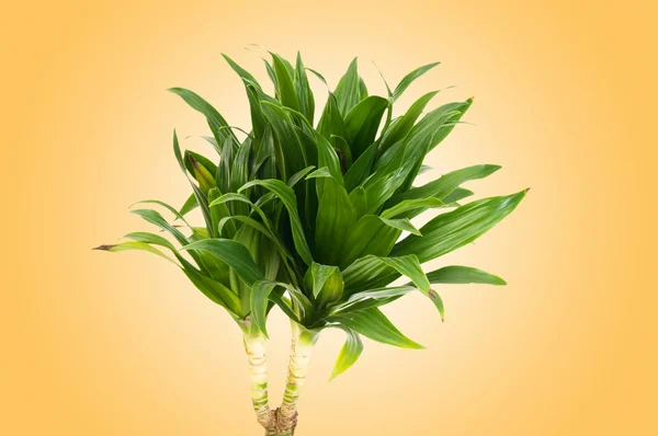 Рослина Драцена на градієнтному фоні — стокове фото