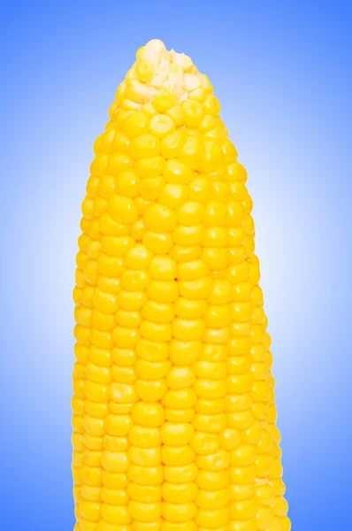 Corn cob against the gradient — Stock Photo, Image